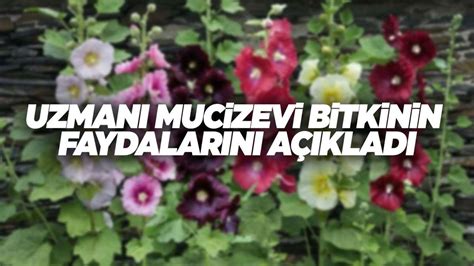 Mucize bitki… Eski çağlardan beri biliniyor Uzmanı faydalarını açıkladı